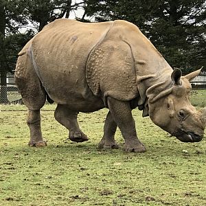 ZSL Whipsnade Zoo - 19/2/17