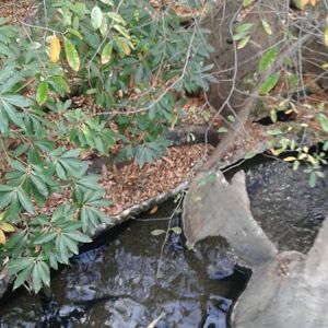 Appalachian mountain cove