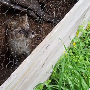 Fanaloka- Capital of Texas Zoo