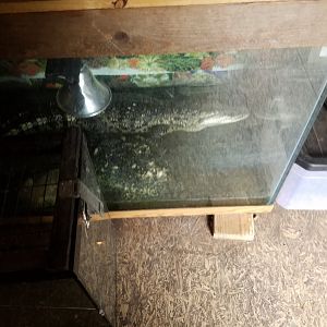 Crocodile (Moreletes?) in "exhibit"