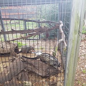 Asian Palm Civets