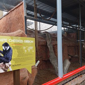 New Gibbon Exhibit