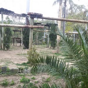 Siberian Tiger habitat