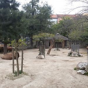 American Bison. Feb 2017