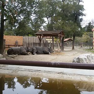 Indian Rhinos. 1.1 , Feb 2017