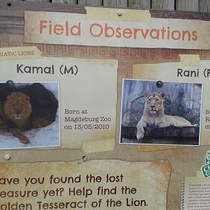 Asiatic Lion signage
