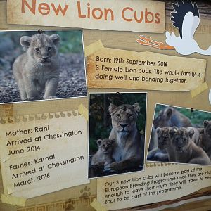 Asiatic Lion signage