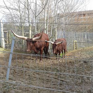 Ankole Cattle