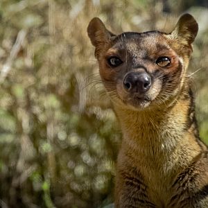 Fossa