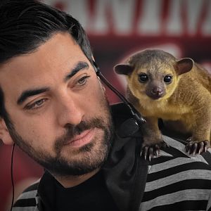 Employee with educational baby kinkajou