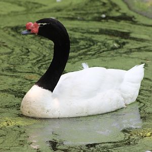 Black-necked swan