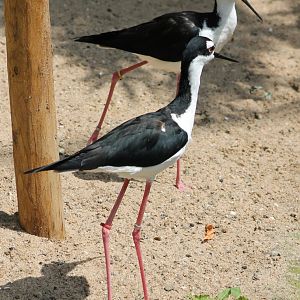Black-necked stilts