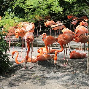 Cuban flamingos