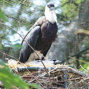 Woolly-necked storks