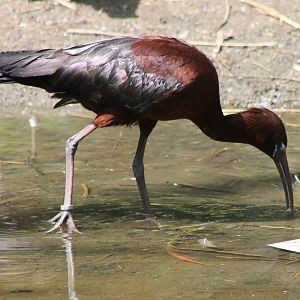 Glossy ibis
