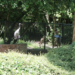 Red-crowned crane with 2 chicks