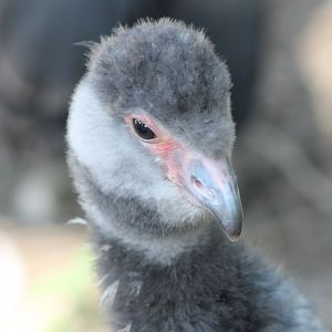 Young Crested screamer