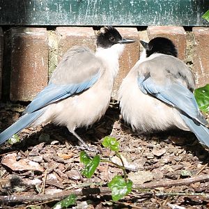 Azure-winged magpies