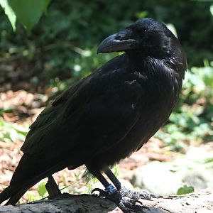 Raven