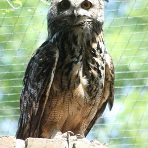 European eagle-owl