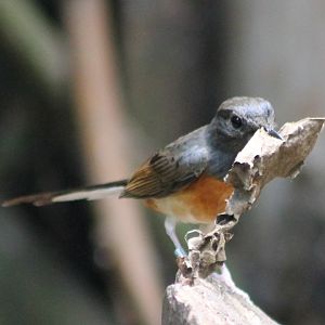 White-rumped shama with nesting-material
