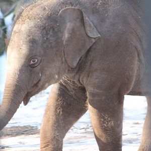 Baby Asian elephant