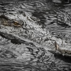 Madagascan Nile Crocodile