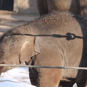 Baby Asian elephant