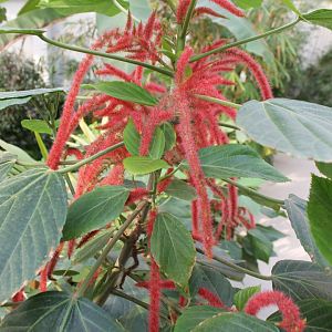 Acalypha hispida