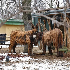 poitou (domestic donkey breed)