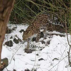 Amur leopard