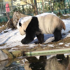 giant panda reflected