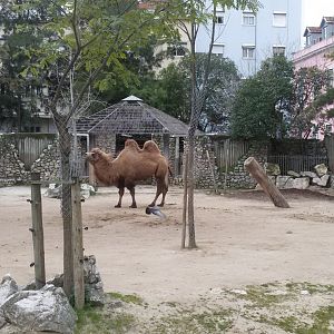 Bactrian camels