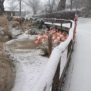 flamingos in snow