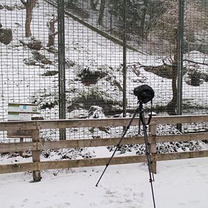 snow leopard exhibit (left of two)