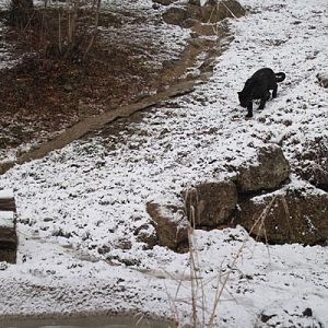 black cat, white background
