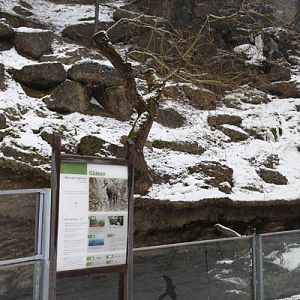 chamois exhibit