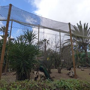 Scared Ibis,Greater Flamingo and Indian Peacock Aviary