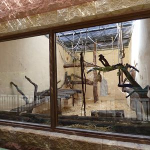 Green Monkey Exhibit