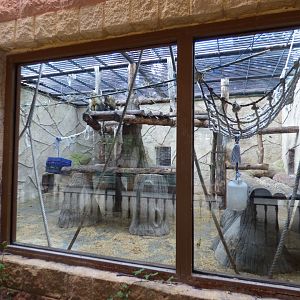 Golden Bellied Mangabey Exhibit
