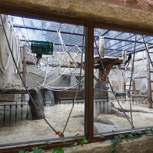 Black-Crested Mangabey Exhibit 1