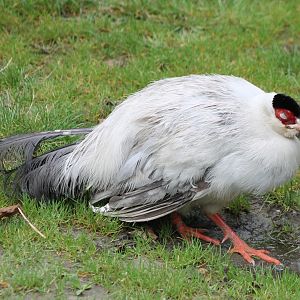 White eared pheasant