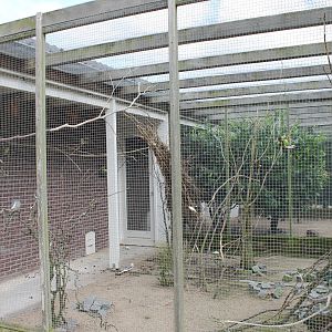 Cockatail - Budgie aviary
