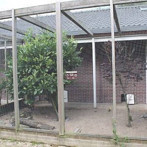 Himalayan monal aviary