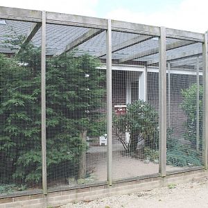 Greater argus aviary