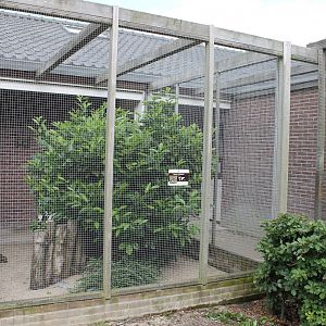 Pekin robin aviary - and Rainbow lorikeets
