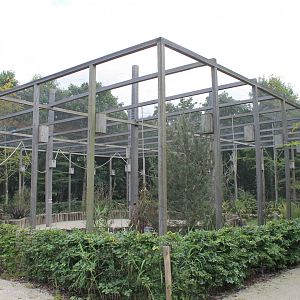 Rainbow lorikeet-walk-through
