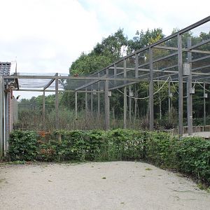 Rainbow lorikeet Walk-through
