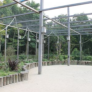 Inside Rainbow lorikeet Walk-through
