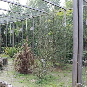 Inside Rainbow lorikeet Walk-through